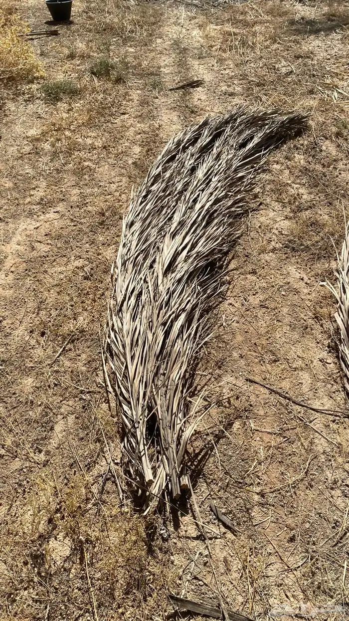 سعف نخل للبيع 3