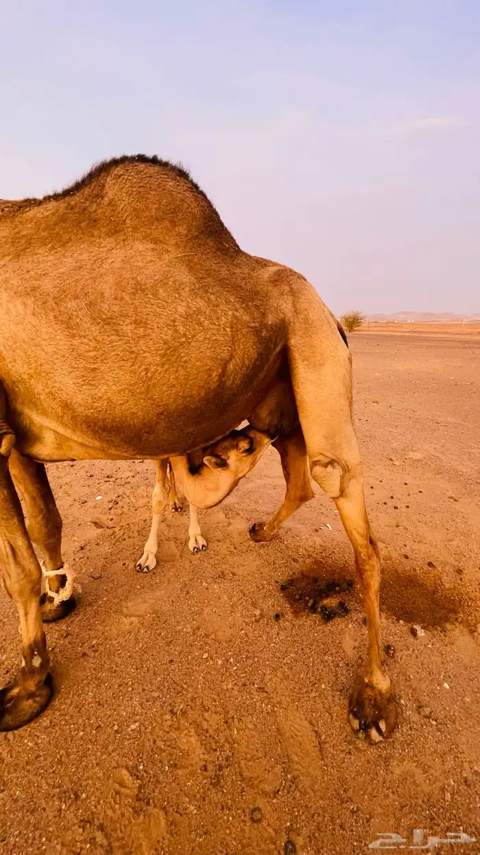 ناقه كفو ساحليه وطيبه وتعبي ام 80 3