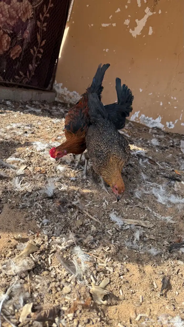 دجاج هجين فرنسي 10