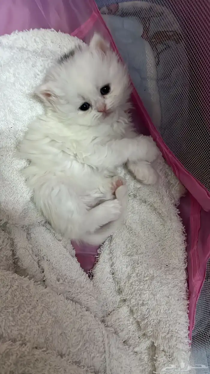 قطط شيرازي 1