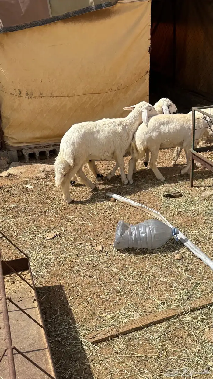 رخال كفو للبيع شرطط 6