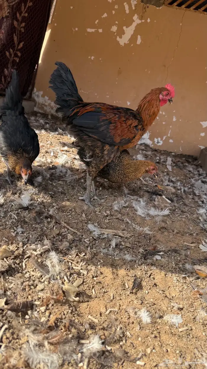 دجاج هجين فرنسي 6