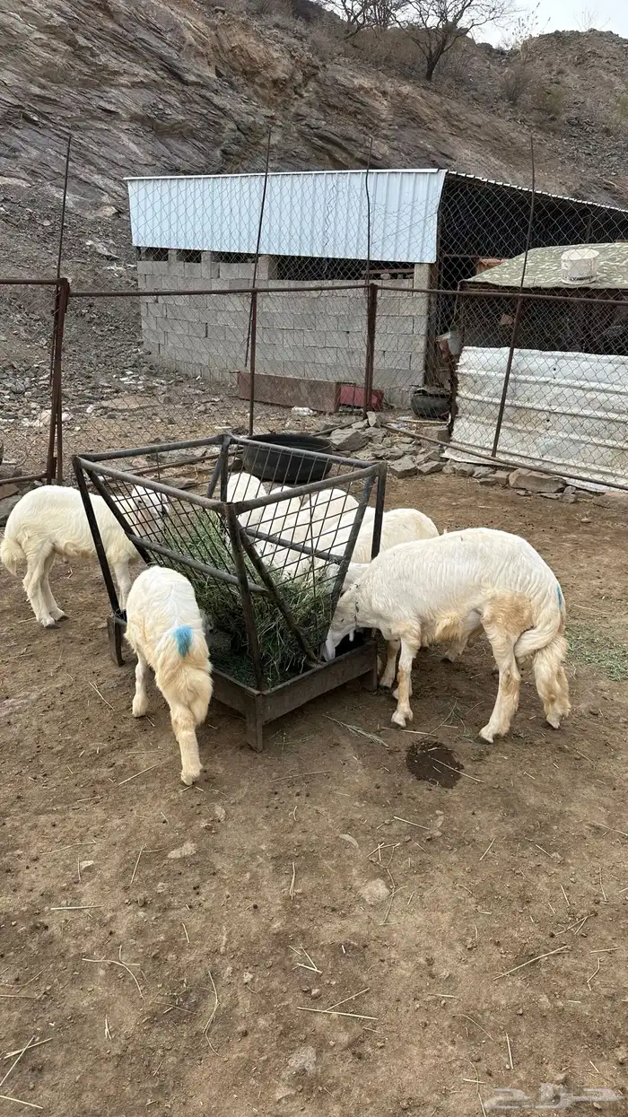 للبيع طليان 3