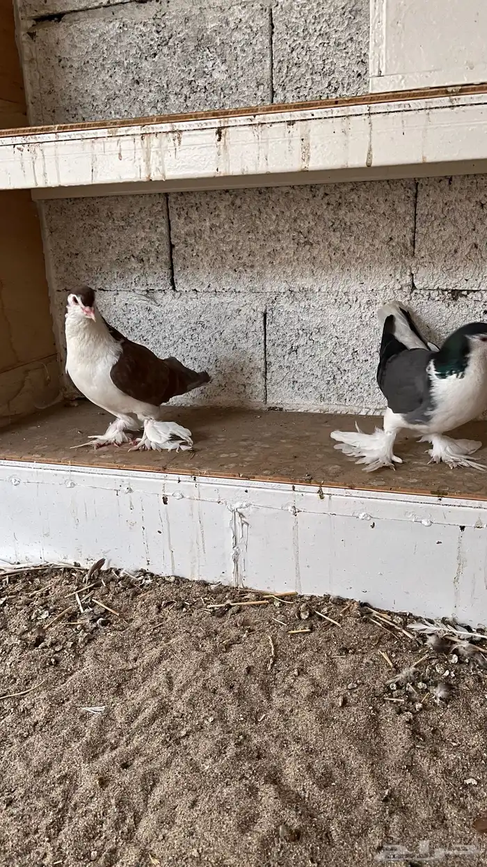 حمام شيرازي 8