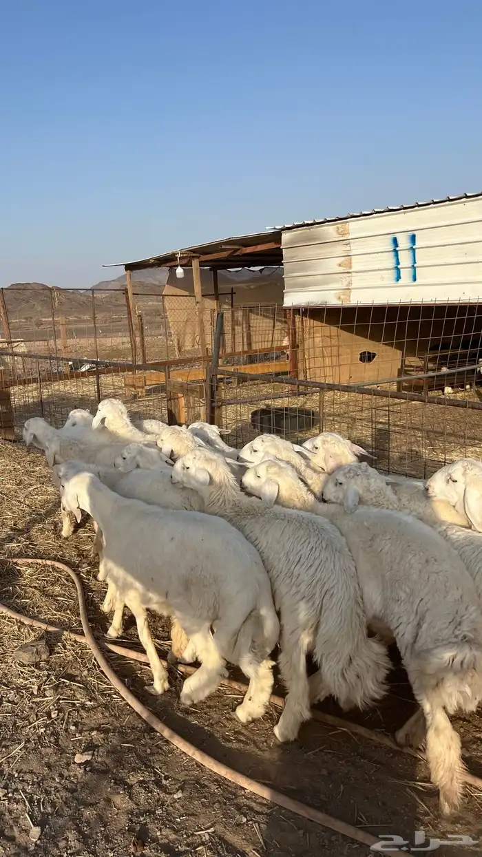طليان حري ذبايح 14