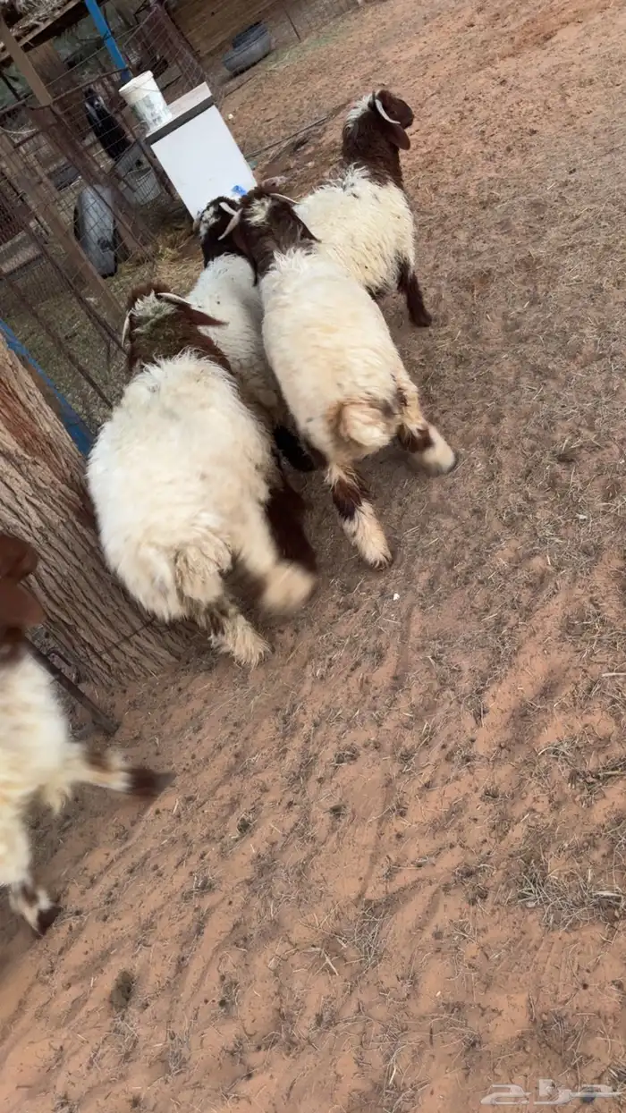 نعيمي بريده تم البيع تم البيع 4