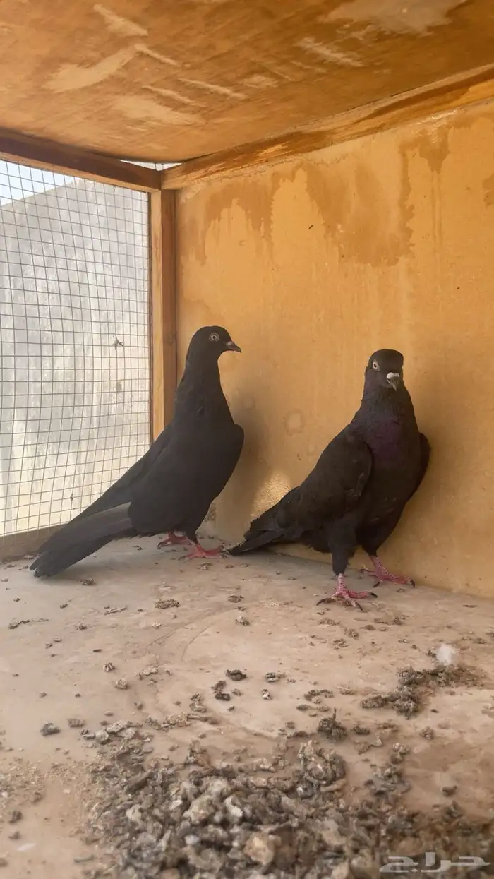 جوز قطايف سود 1