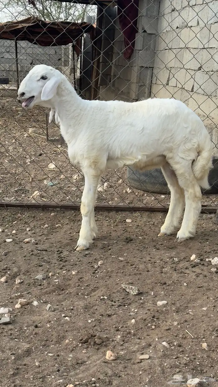 مشروع فحل العمر من 3 الى 4 شهور 0