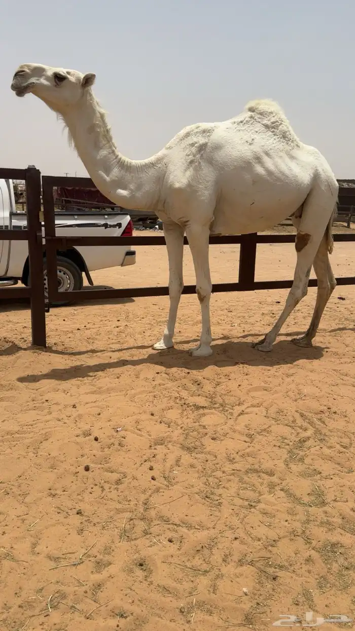 ضروبه وضحاء كفو فوق البداوه جذعه مميت 8