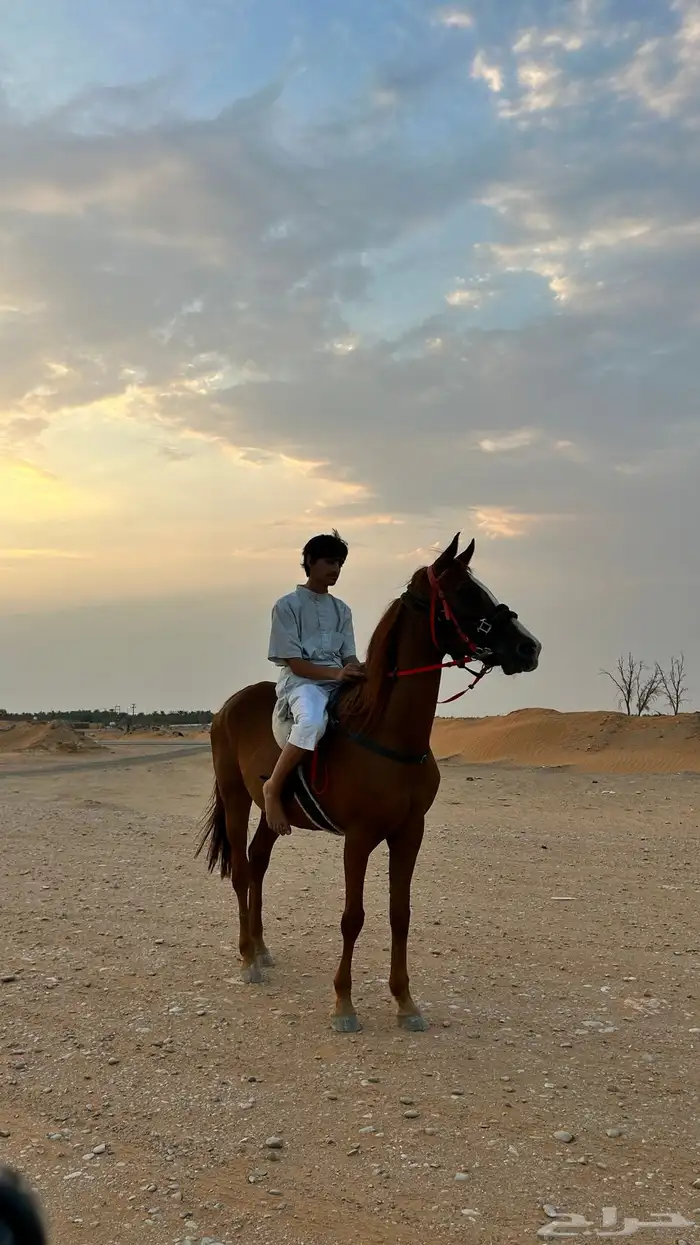 فرس جزيريه 0