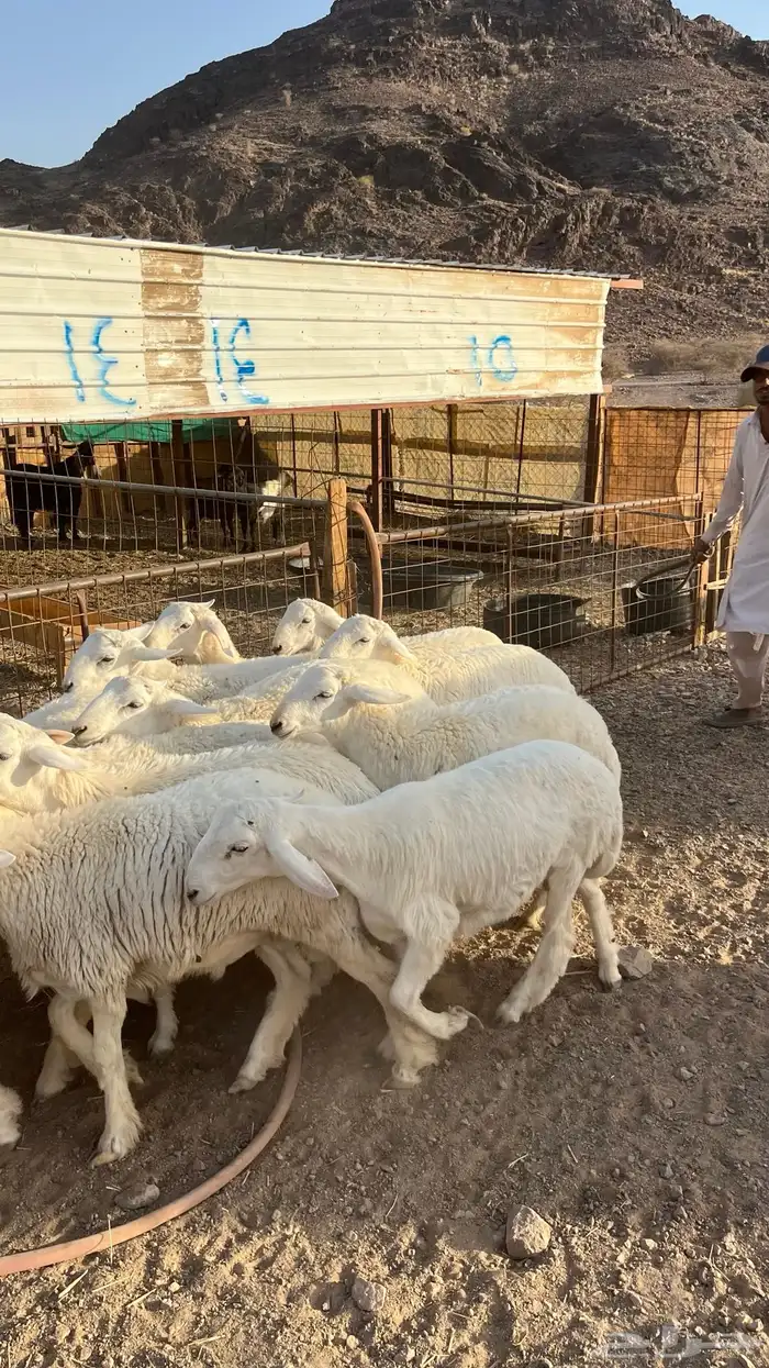 طليان حري ذبايح 10