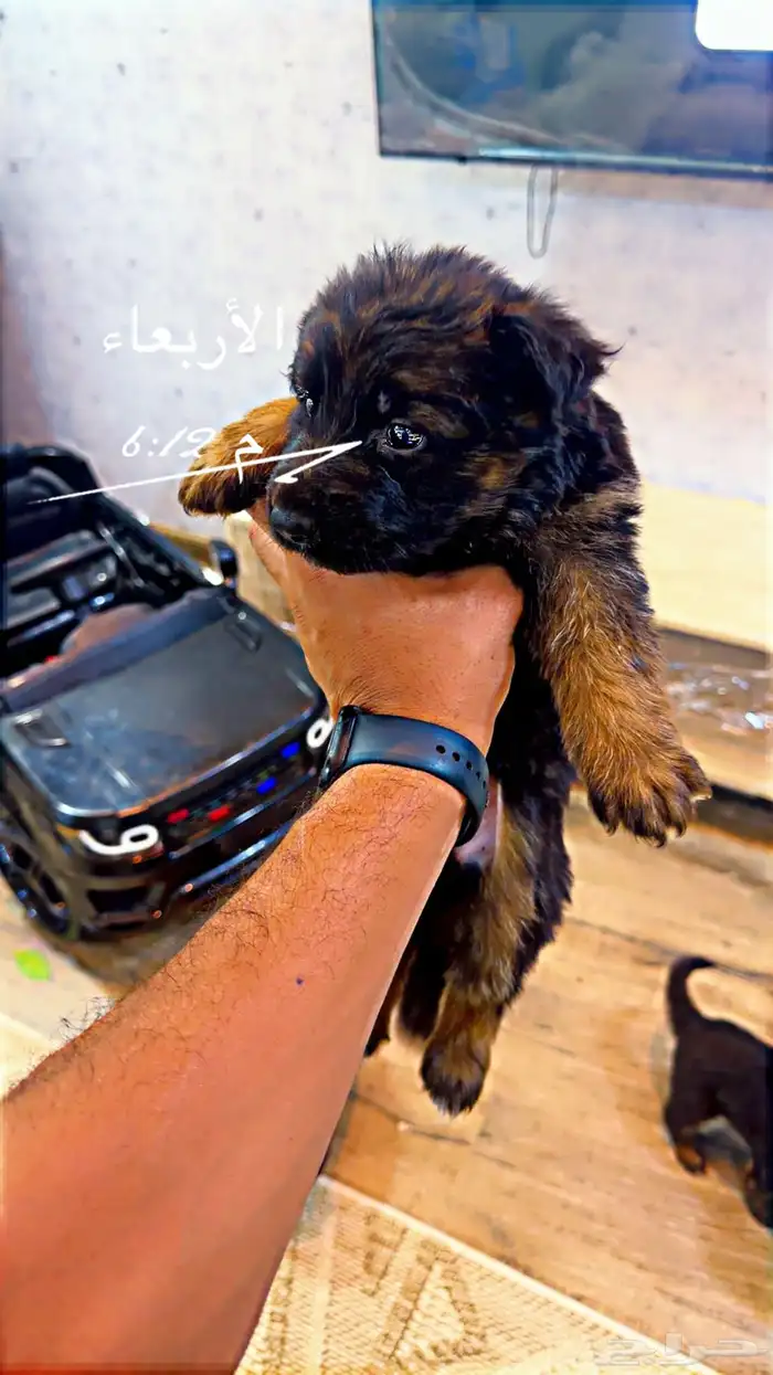 كلاب جيرمن شيبرد بيور شولاين جراوي 5