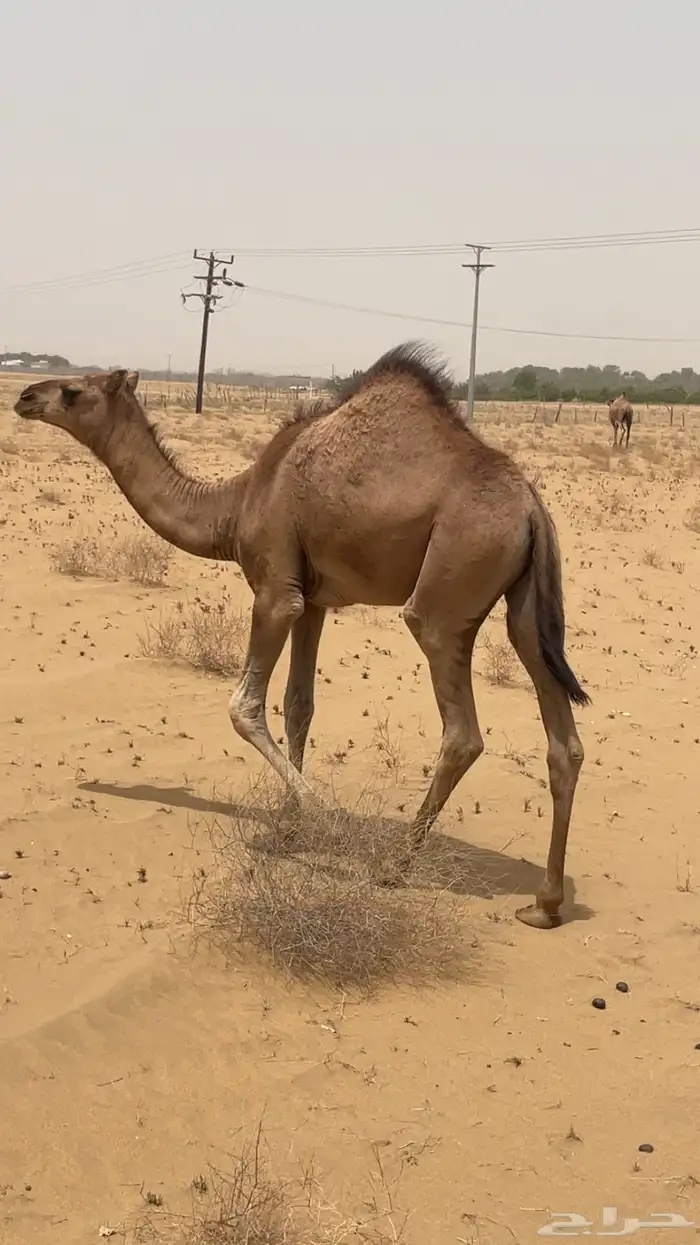بكره لباني عمرها من خمسة إلى سته شهور 0