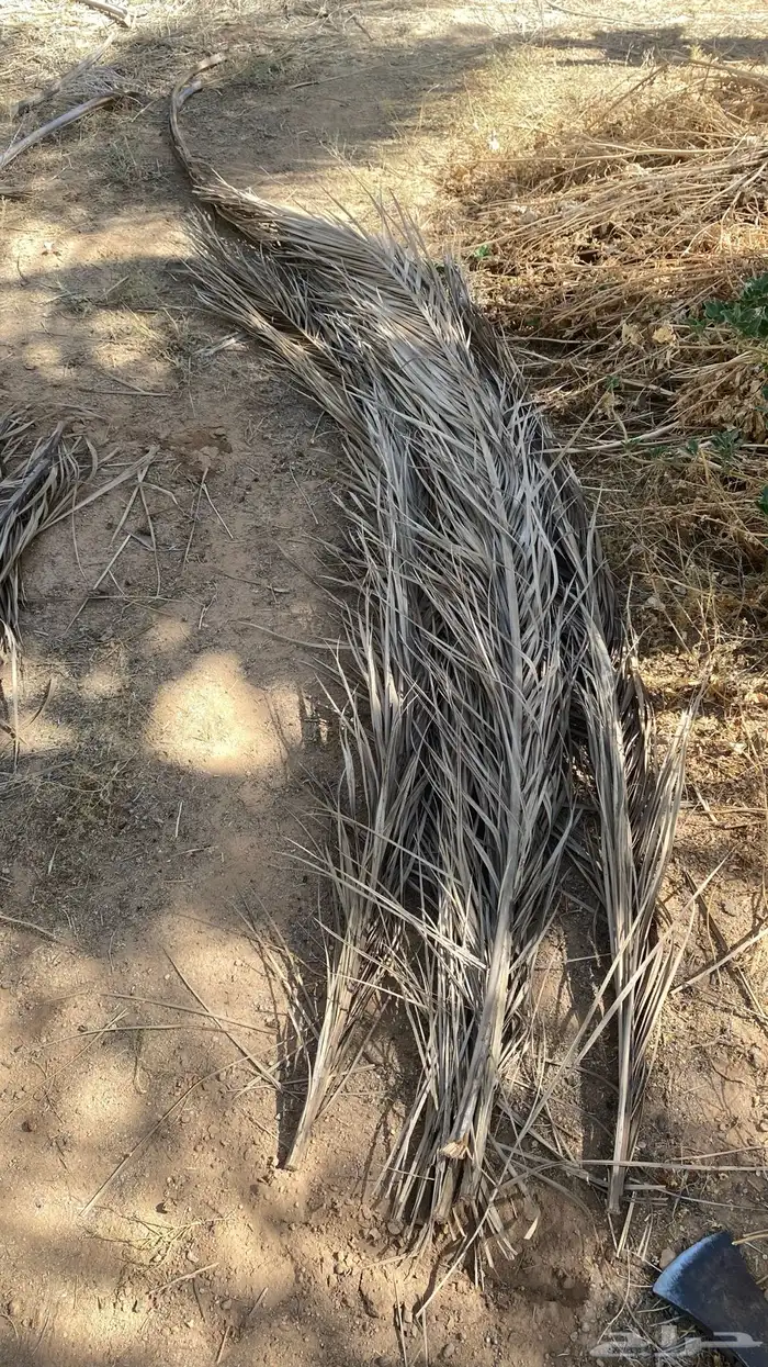 سعف نخل للبيع 1