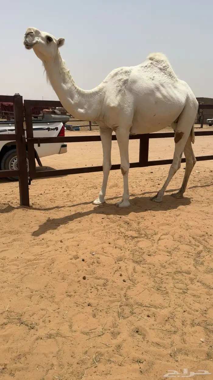 ضروبه وضحاء كفو فوق البداوه جذعه مميت 7