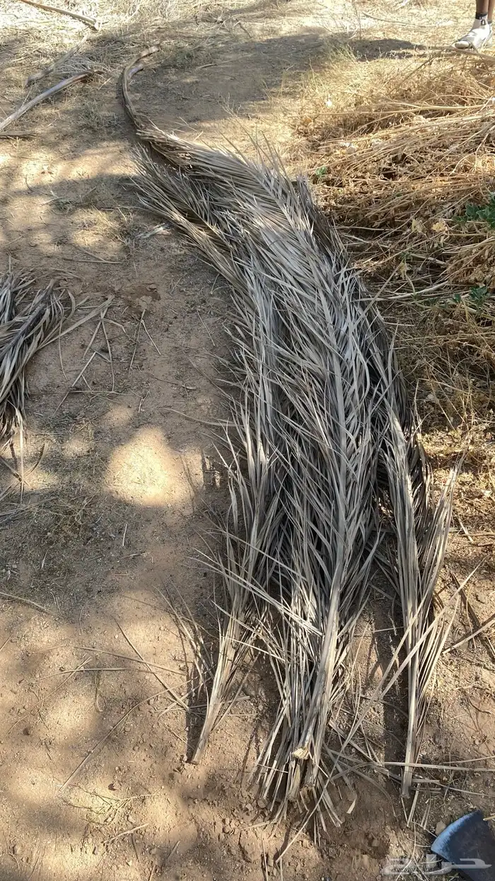 سعف نخل للبيع 2