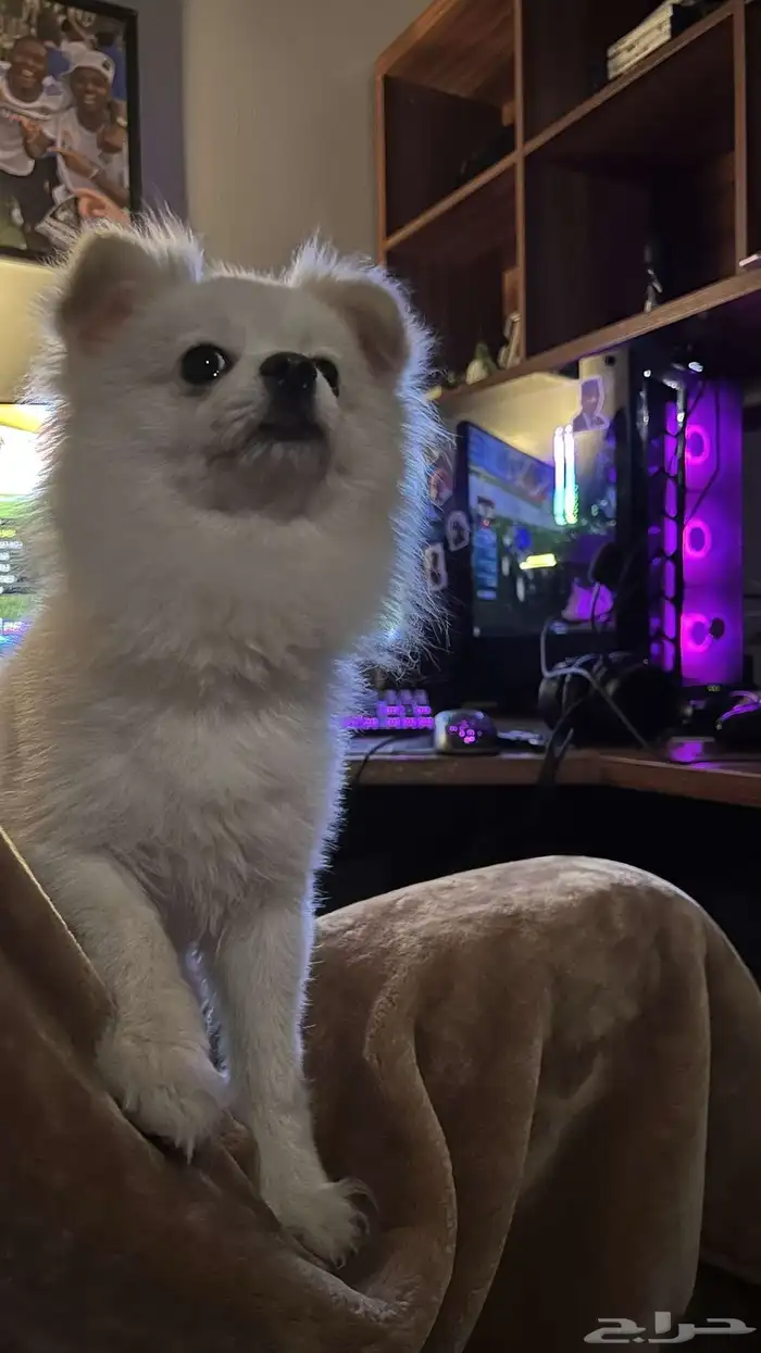 كلب بوميرينيان Pomeranian بيور 3