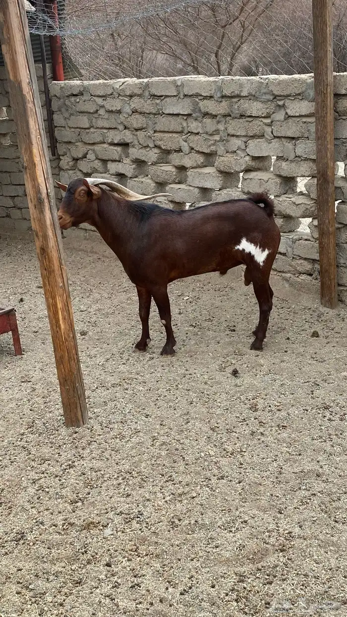 فحل محايلي نظيف وسليم من كل شي 0