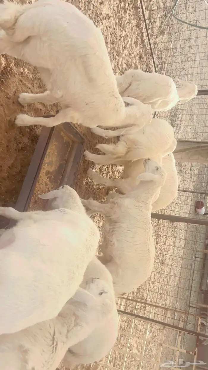 10 طليان ذبايح 0