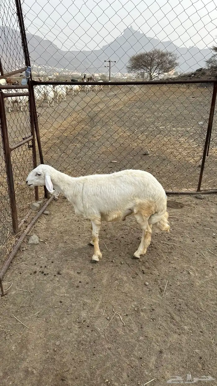 للبيع طليان 0