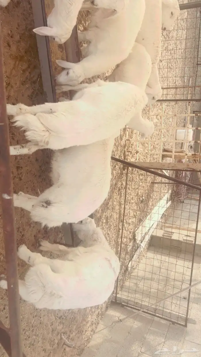 10 طليان ذبايح 1