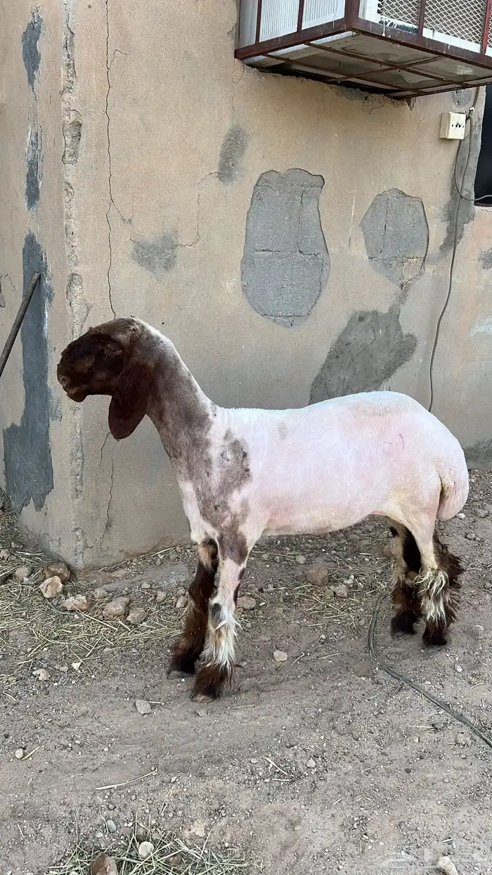 رخل خصم 1
