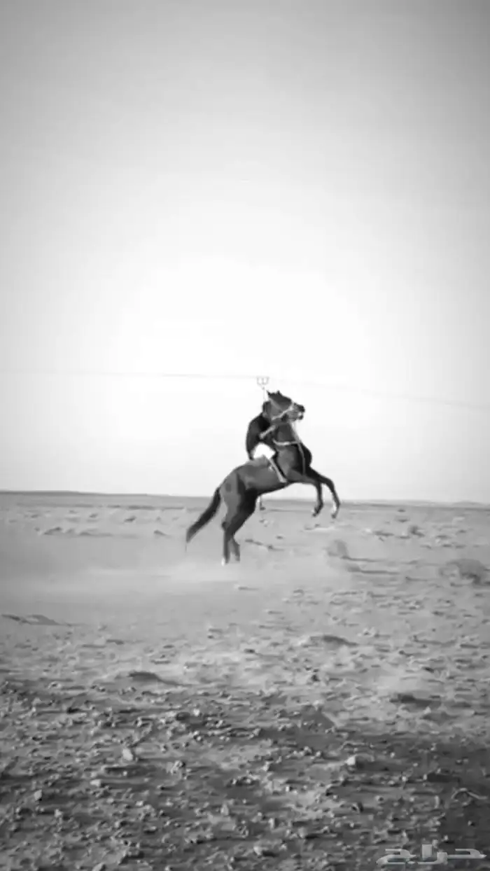 حصان شعبي كفو 4