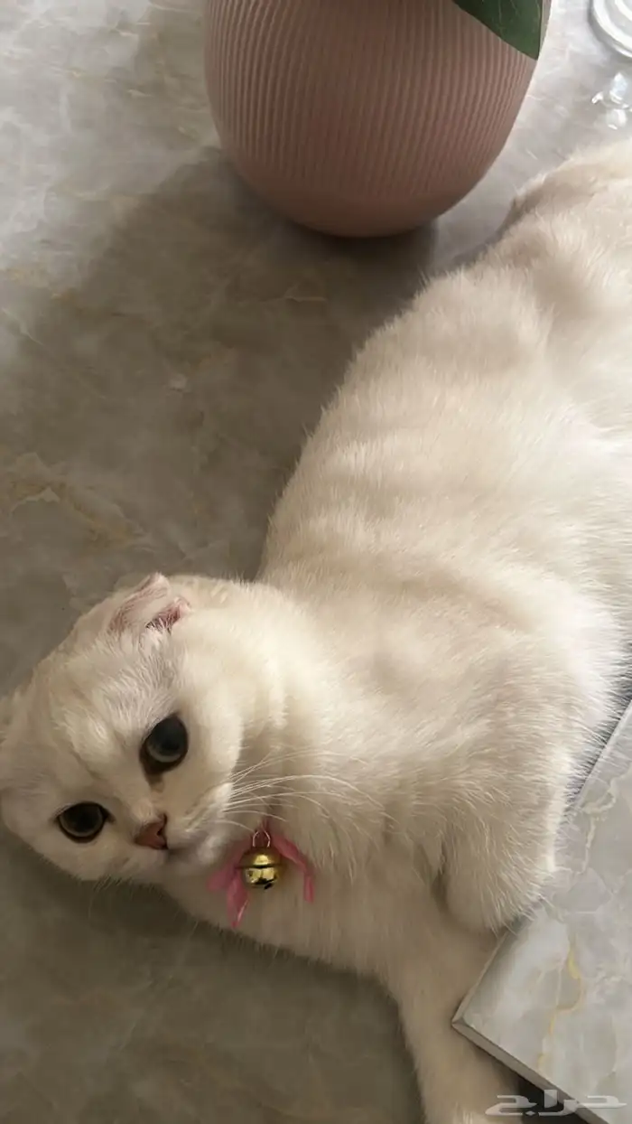للبيع قطه أنثى سكوتش فولد 1