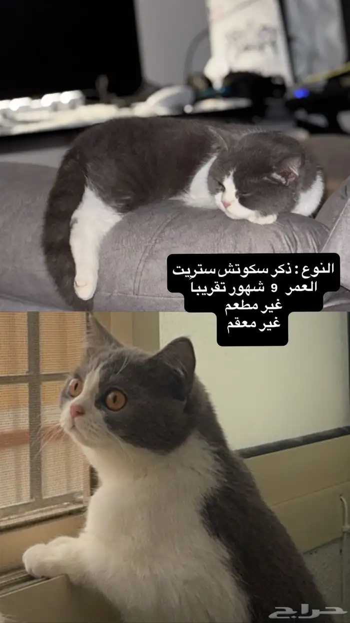 قطط سكوتش 3