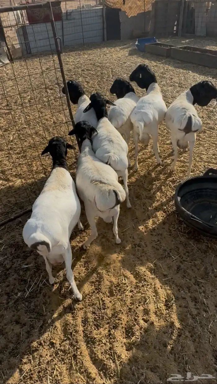 برابر 0