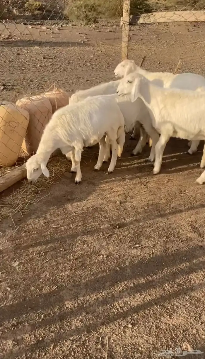 رخال مقاني 1