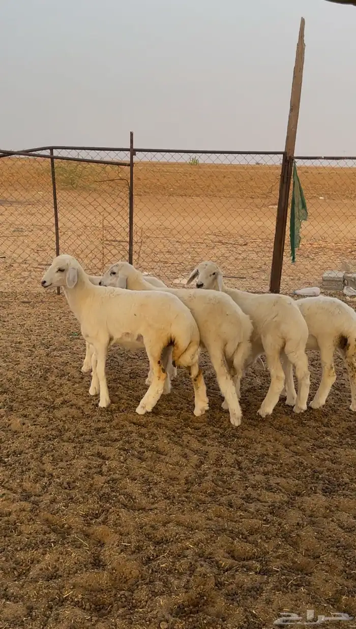 رخال حريه 1