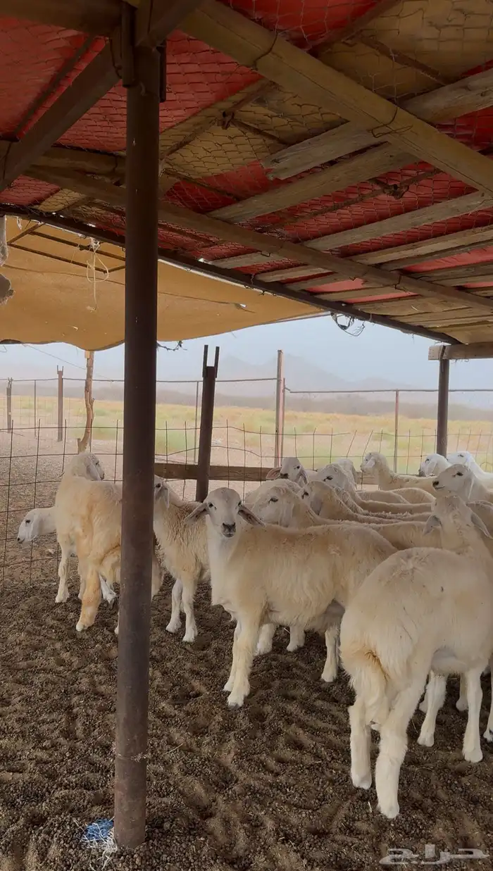 طليان ذبايح حري مقفلة شحم وطرف 0