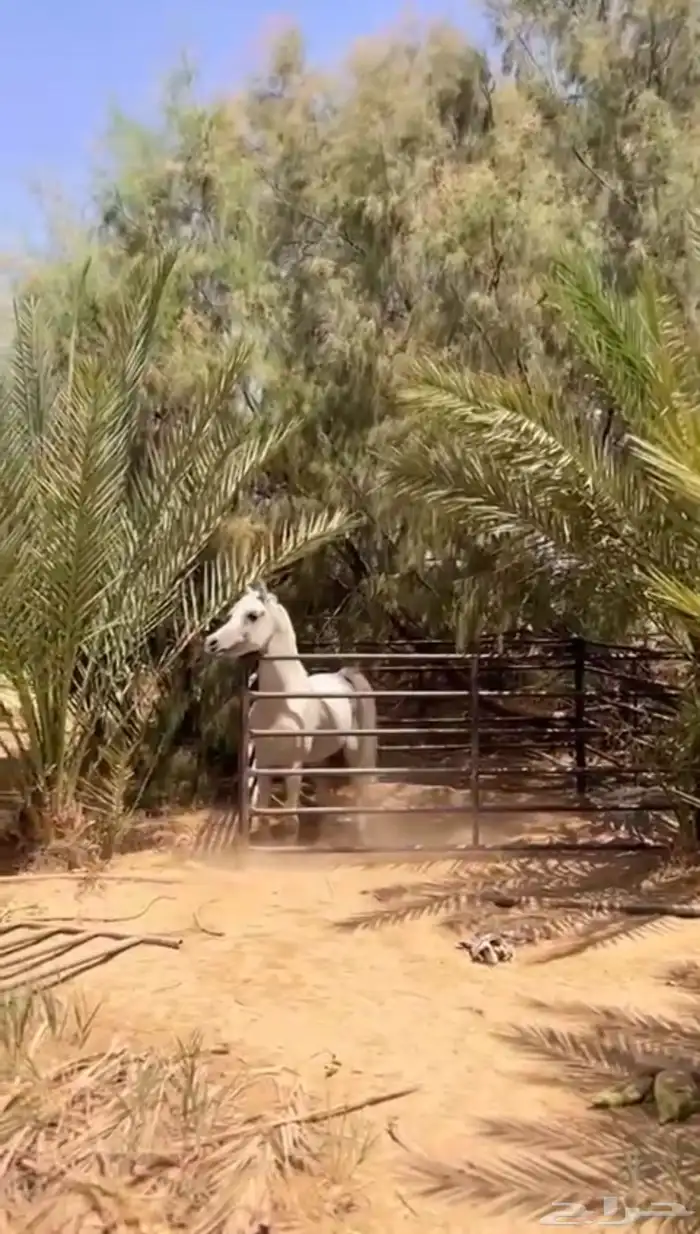 خيل فحل عربي واهو مكس 2