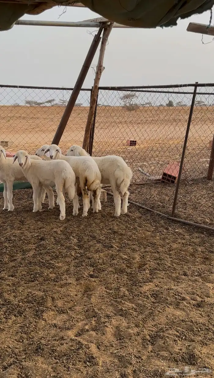 رخال حريه 2