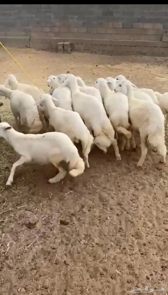 بهم 2