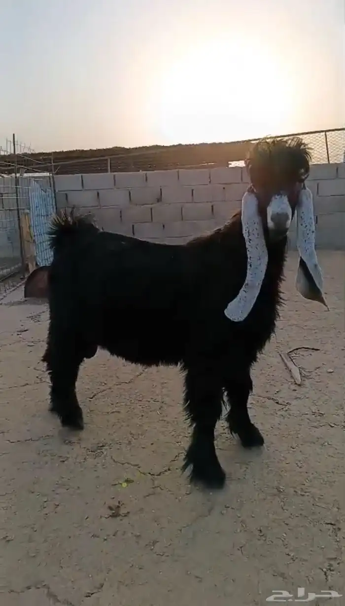 تيس عارضي فحل جذع 1