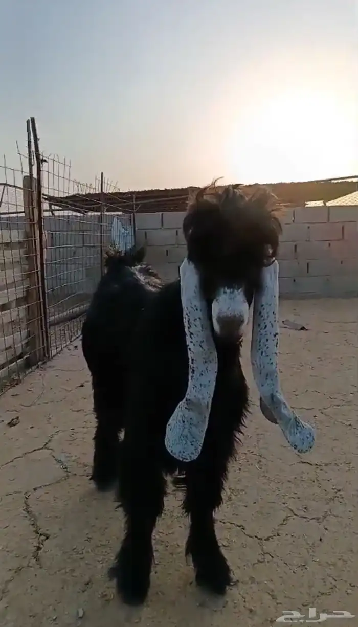 تيس عارضي فحل جذع 3