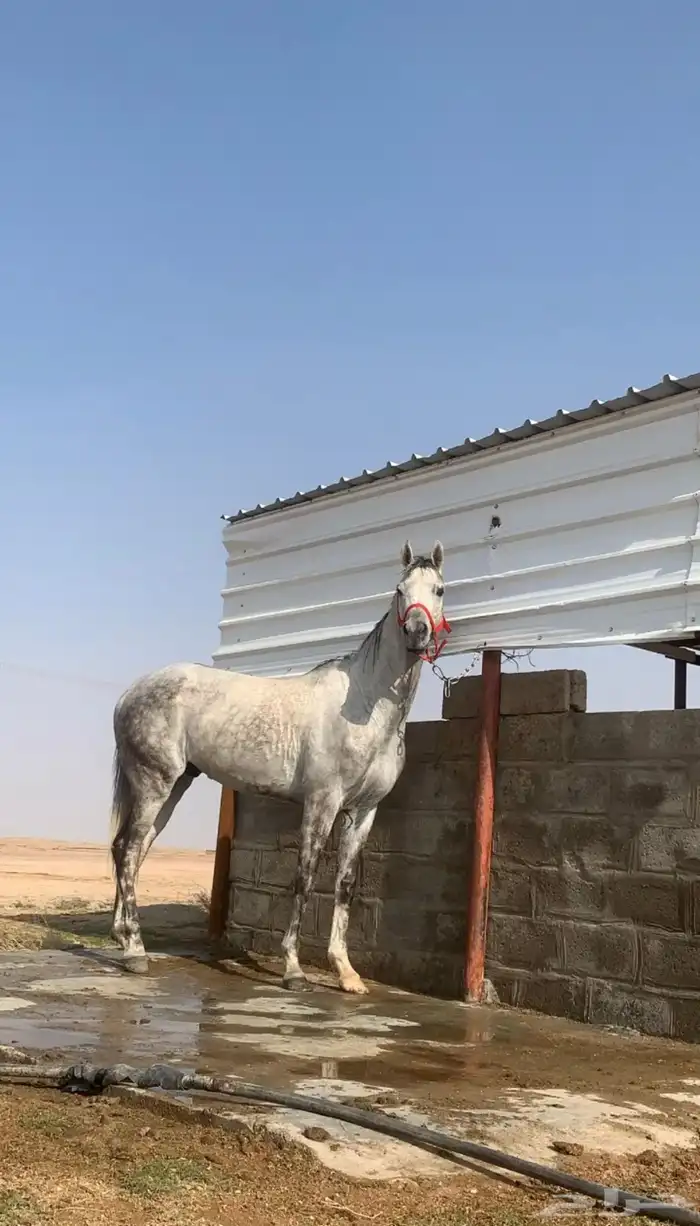 حصان شيخ 0