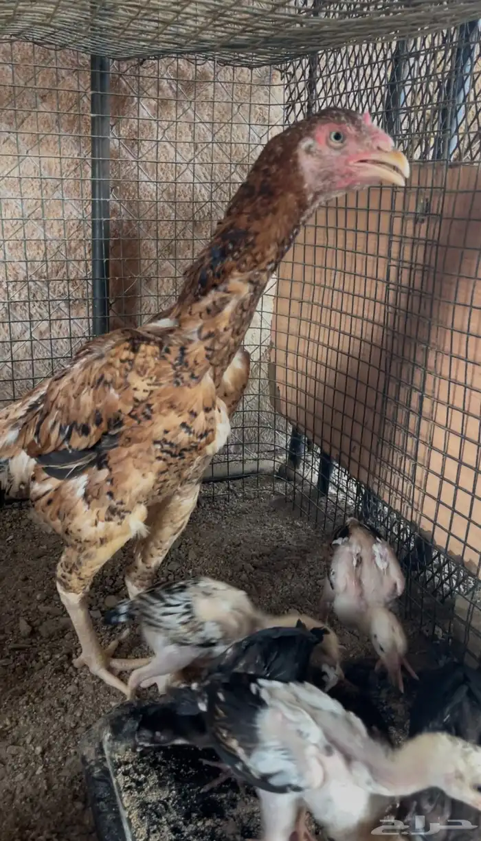 فروخ دجاج سندي 2