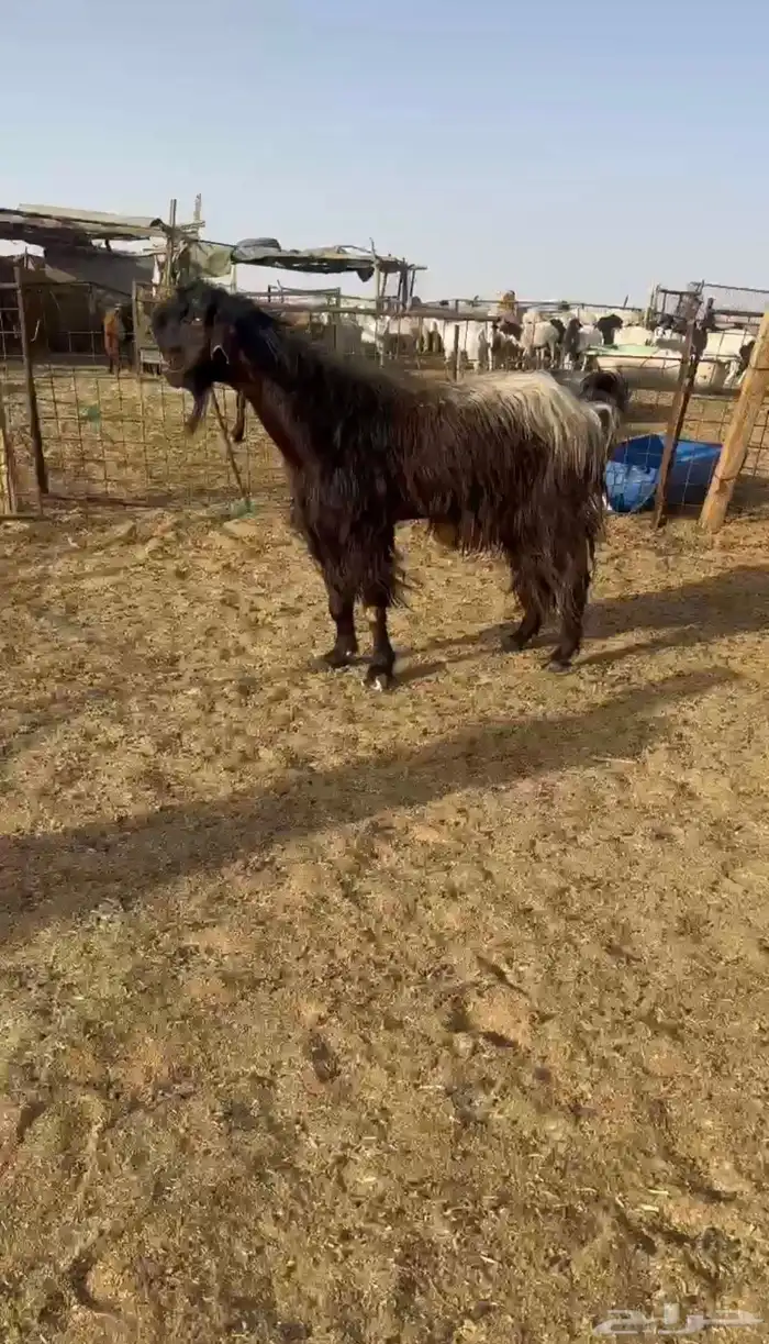 تم البيع. فحل تيس شامي 0
