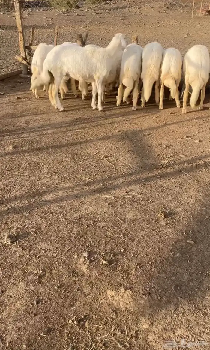 رخال مقاني 6