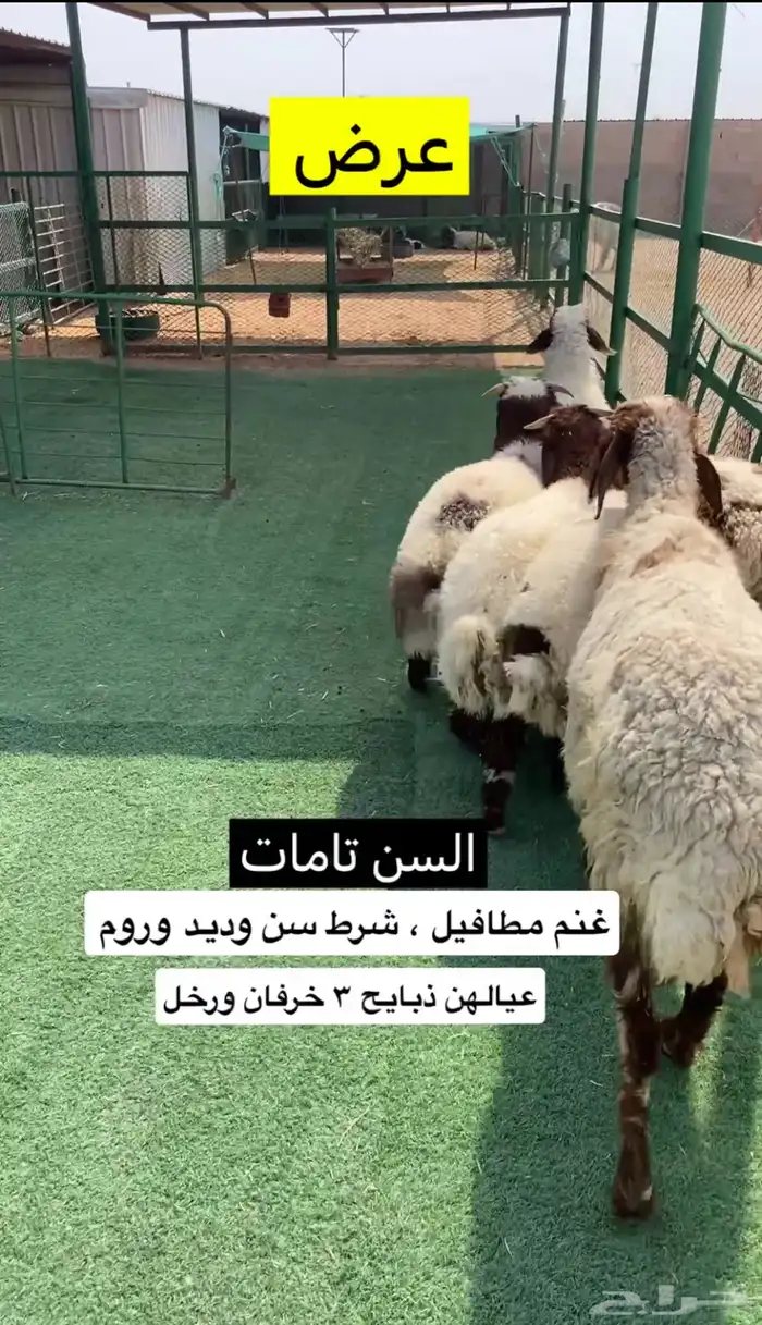 غنم متاويم 2