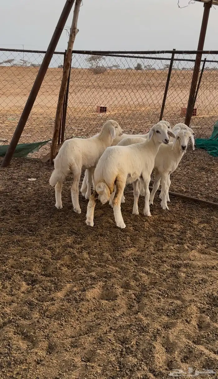 رخال حريه 3