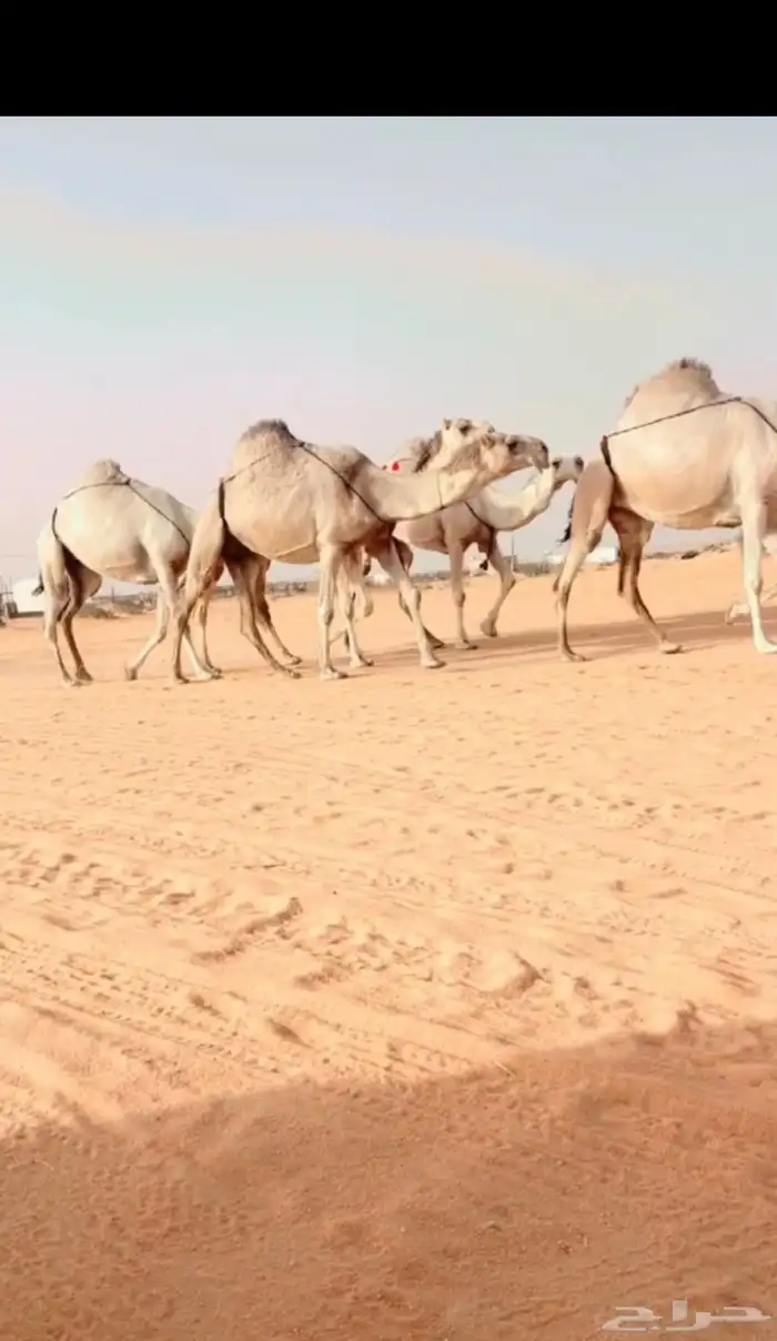 البل الكفوو 1
