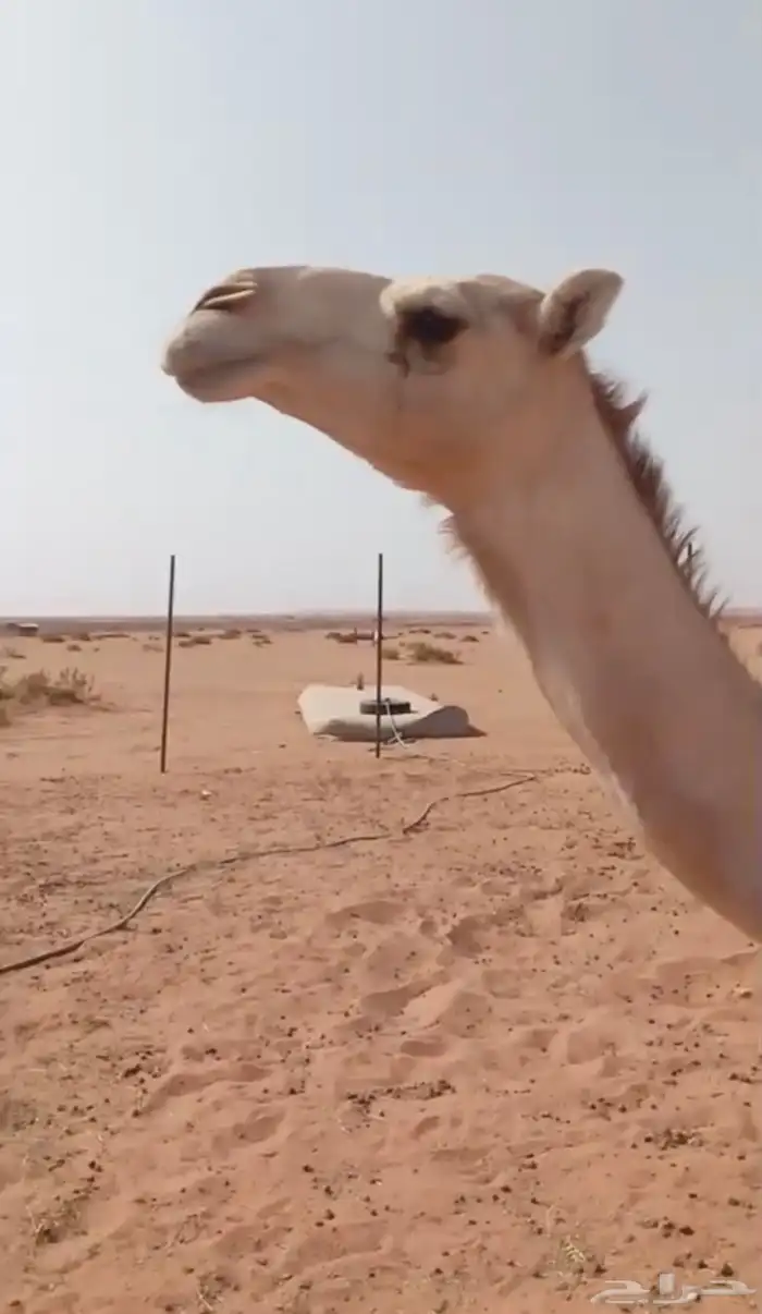 جذعه لقحه 0
