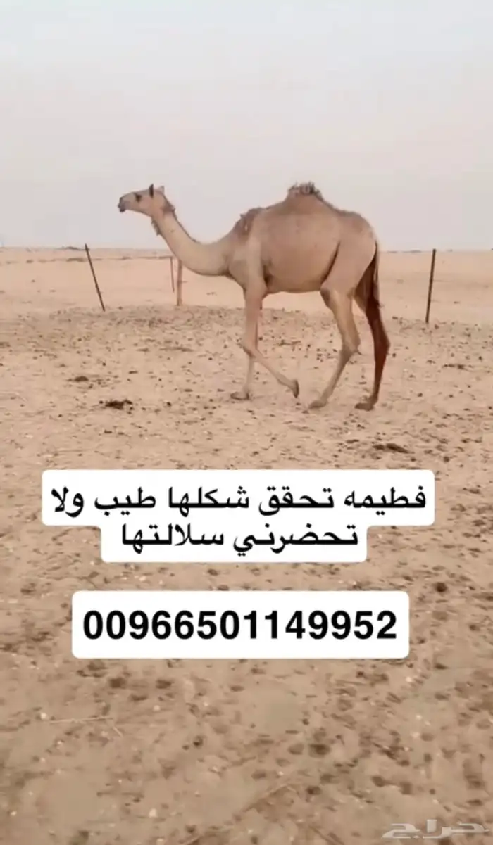 بكره 1