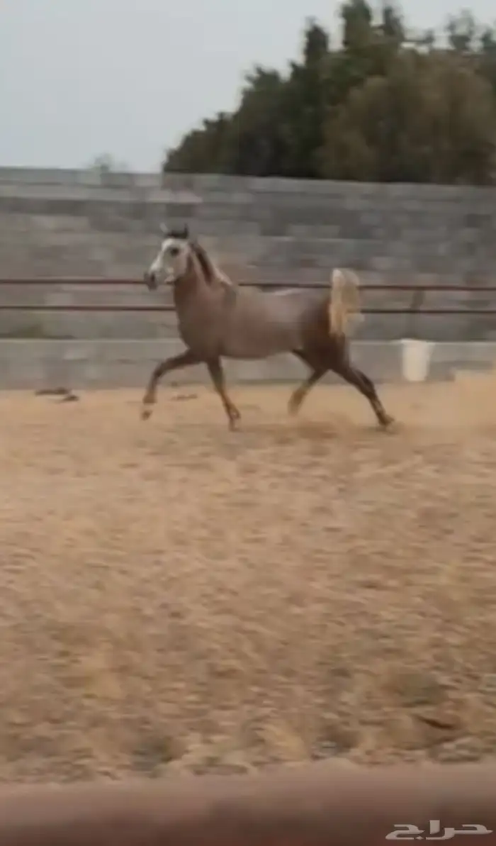 مهره شعبية شيخة 2
