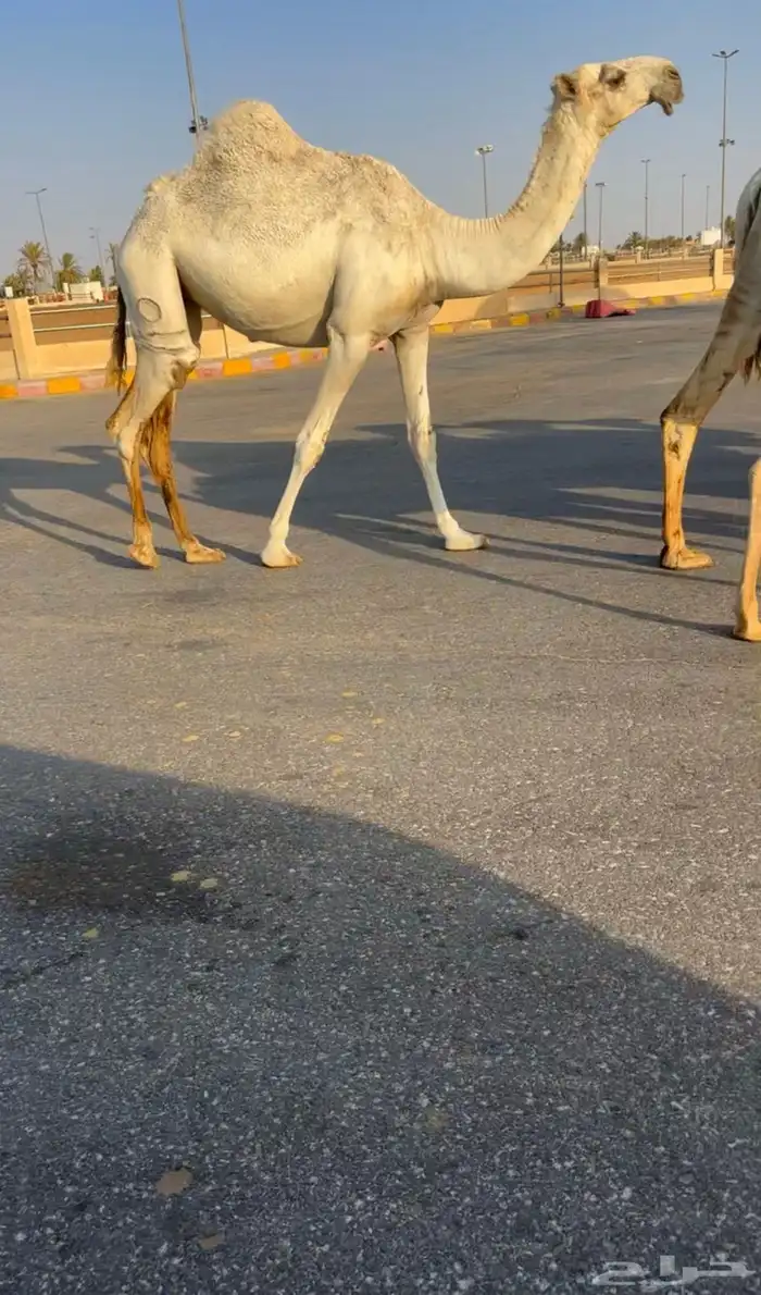 بكره كحيلانيه 0
