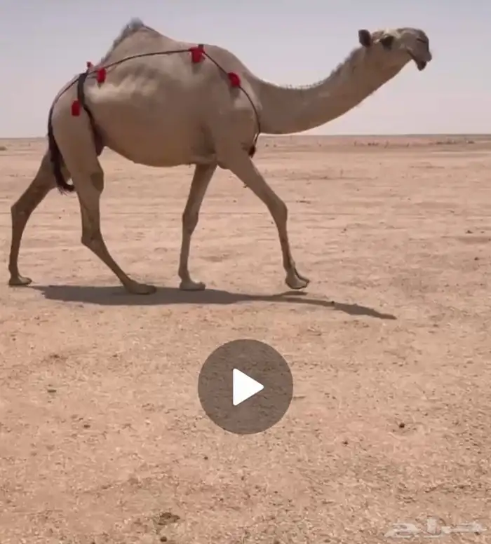 لقحه شقحا طيبه 0